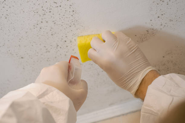 Professional Mold Inspection, Removal & Remediation in Kinsley, KS